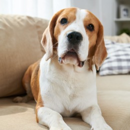 a puppy on a sofa